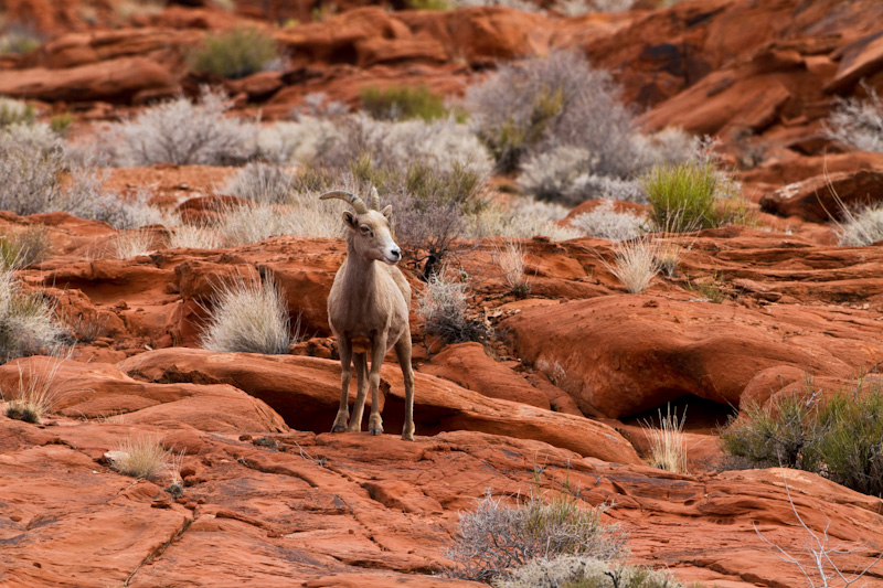 Bighorn On Slickrock